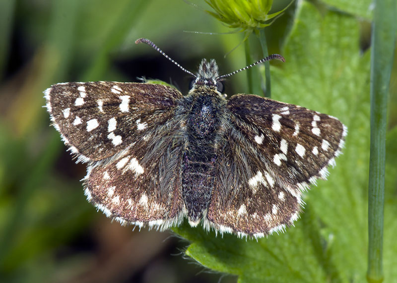 Pyrgus malvoides ? S !